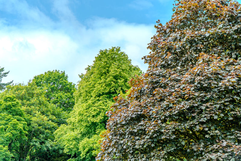 trees in the park